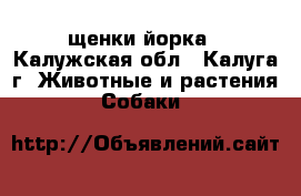щенки йорка - Калужская обл., Калуга г. Животные и растения » Собаки   